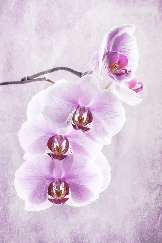 Orchidee coloriert