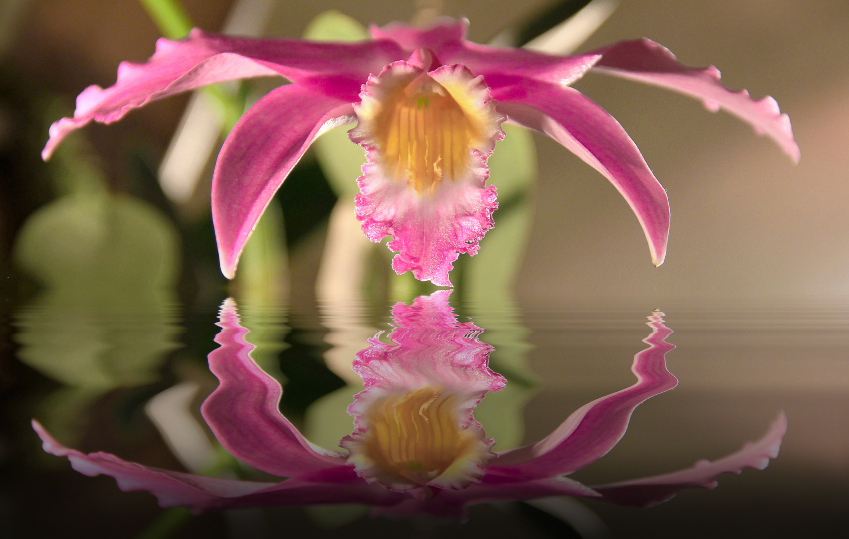 Orchidée contemplant son reflet