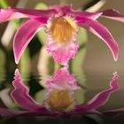 Orchidée contemplant son reflet