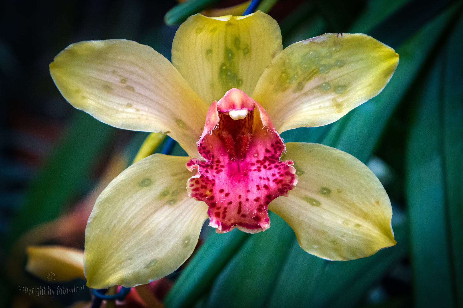 Orchidee - Cymbidium 2