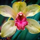 Orchidee - Cymbidium 2