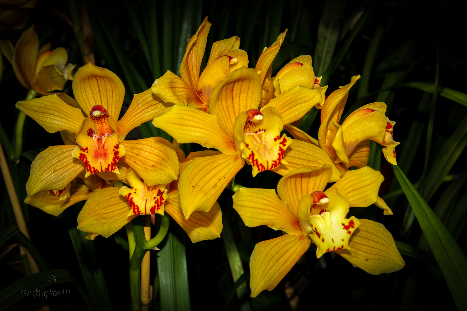 Orchidee - Cymbidium