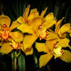 Orchidee - Cymbidium