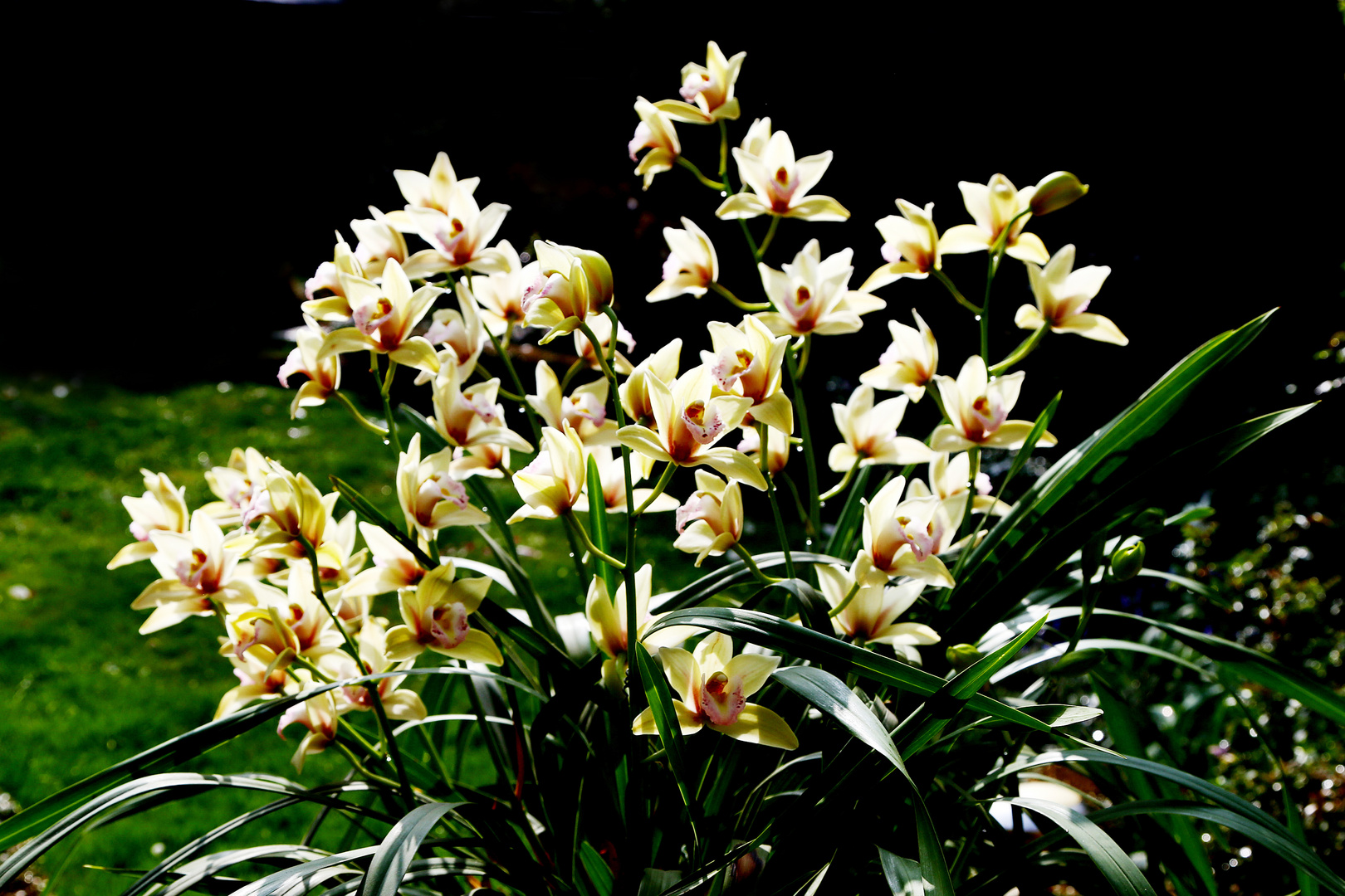 Orchidee Cymbidium