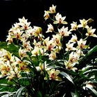 Orchidee Cymbidium