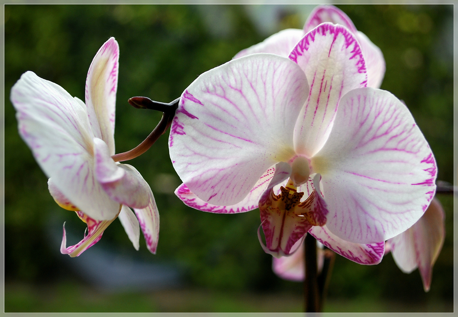 orchidee