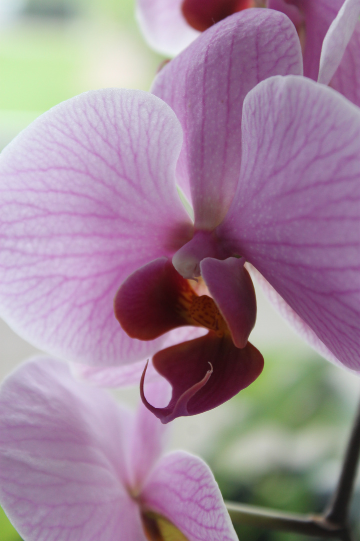 Orchidee