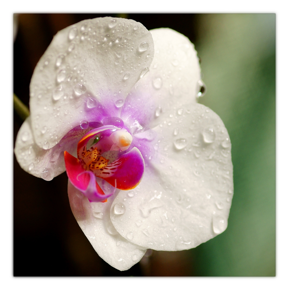 Orchidee