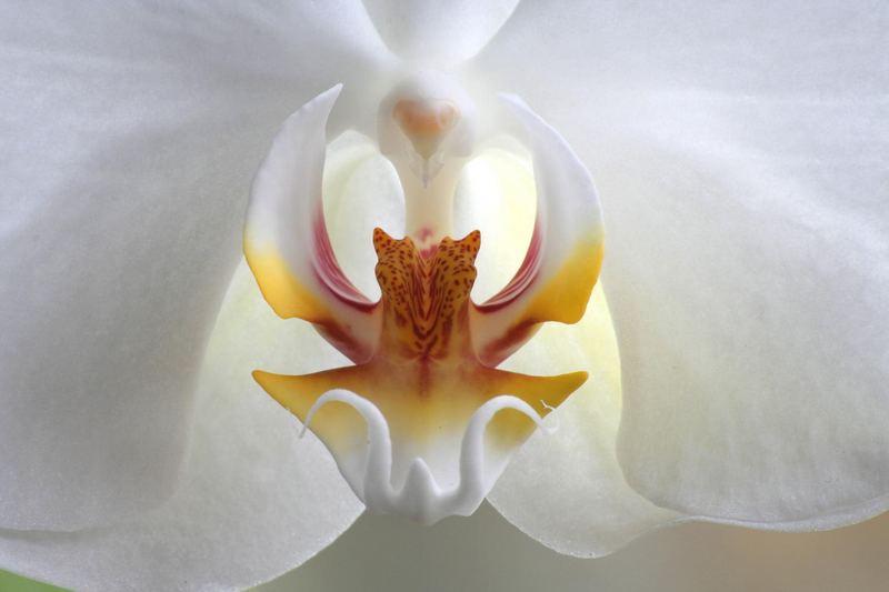 Orchidee