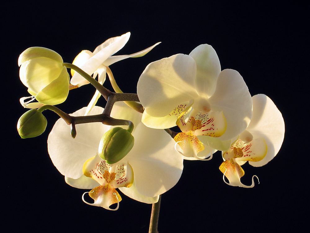 Orchidee