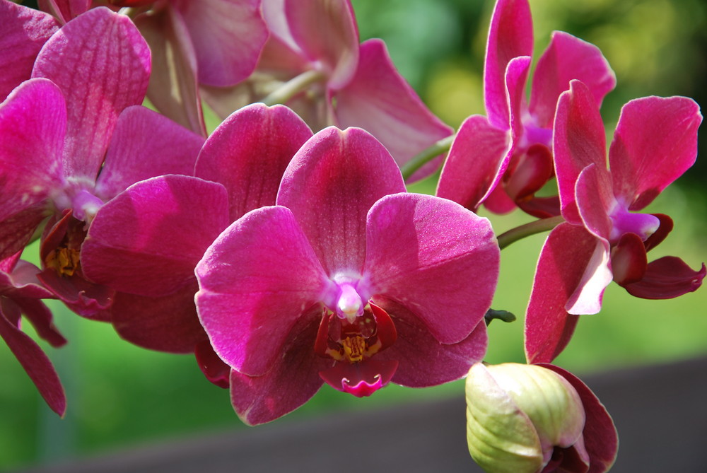 Orchidee