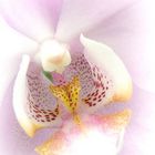 Orchidee