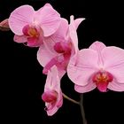 Orchidee