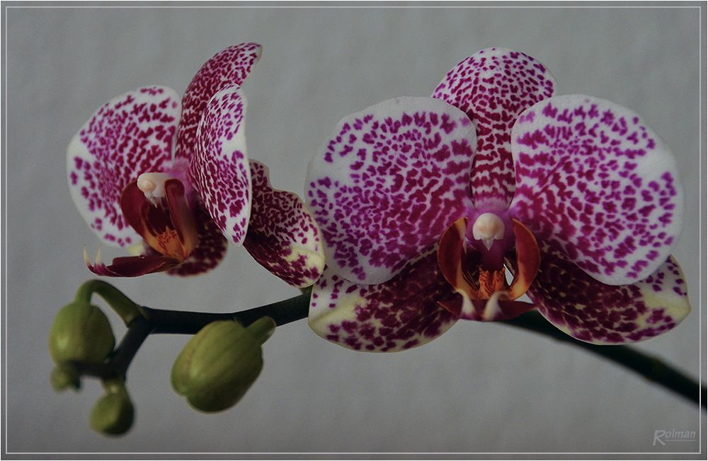 Orchidee