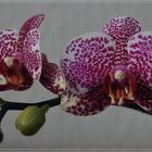 Orchidee