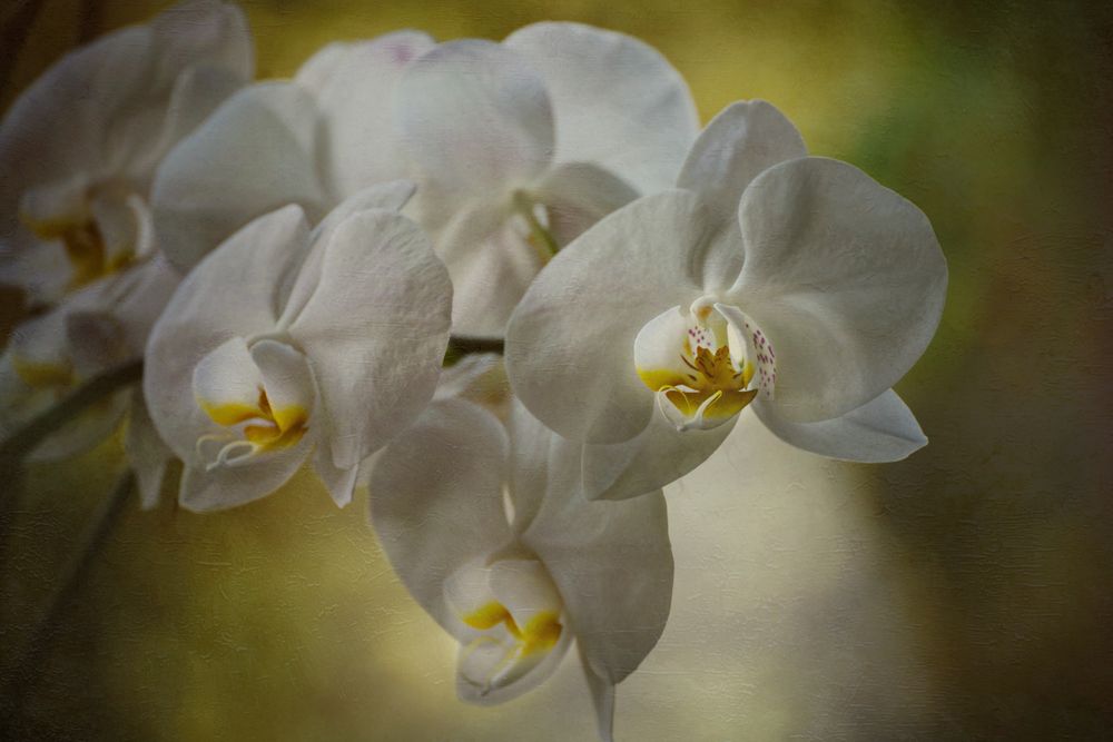 **_Orchidee_**