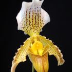 Orchidée