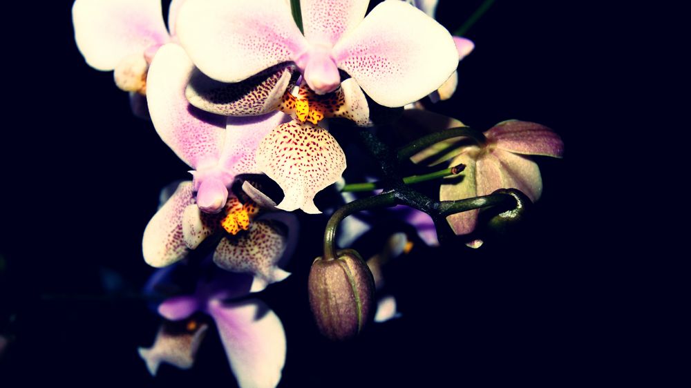 Orchidee