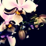 Orchidee