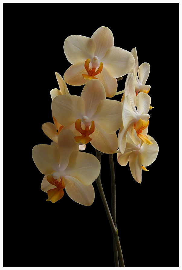 Orchidee