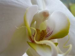 Orchidee