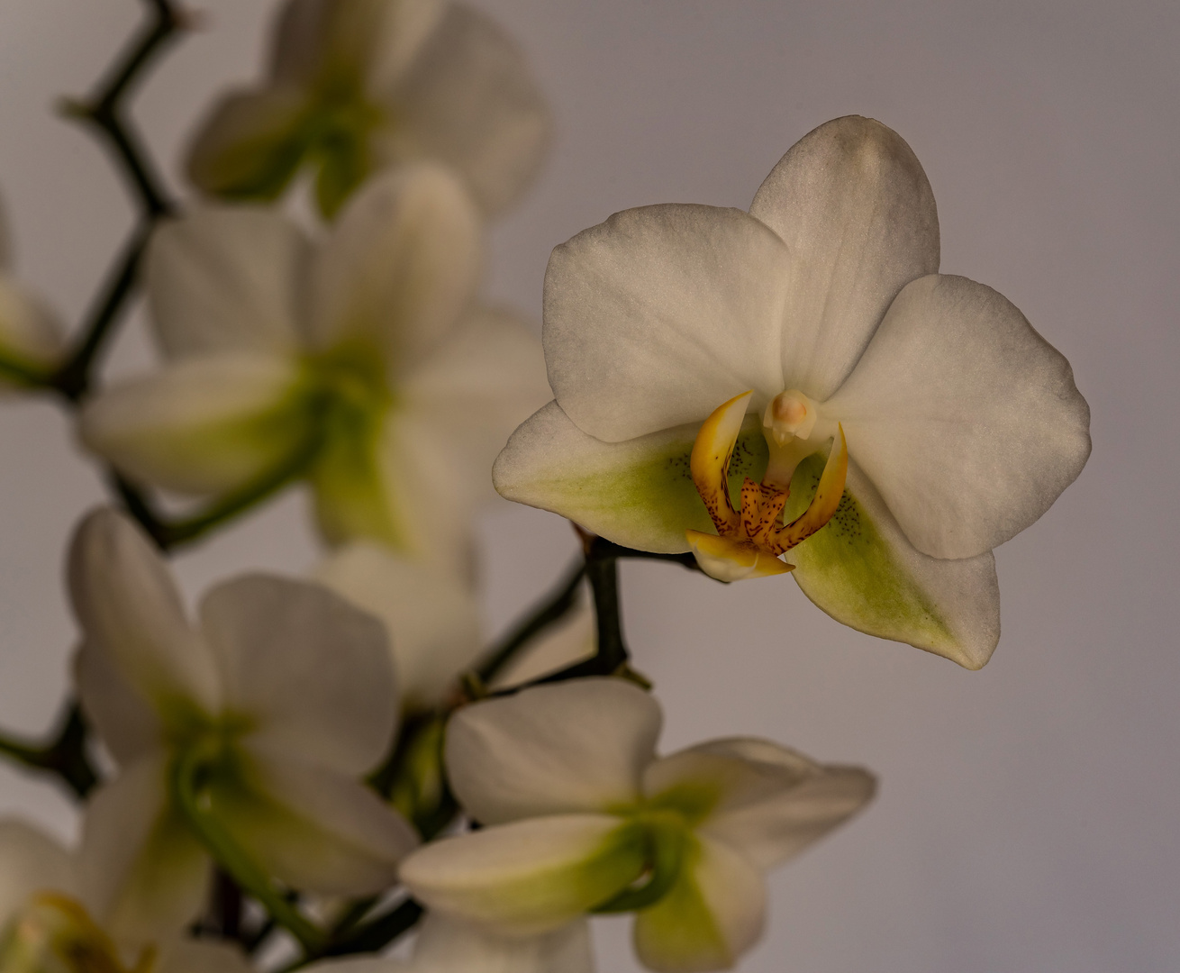 Orchidee