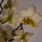 Orchidee