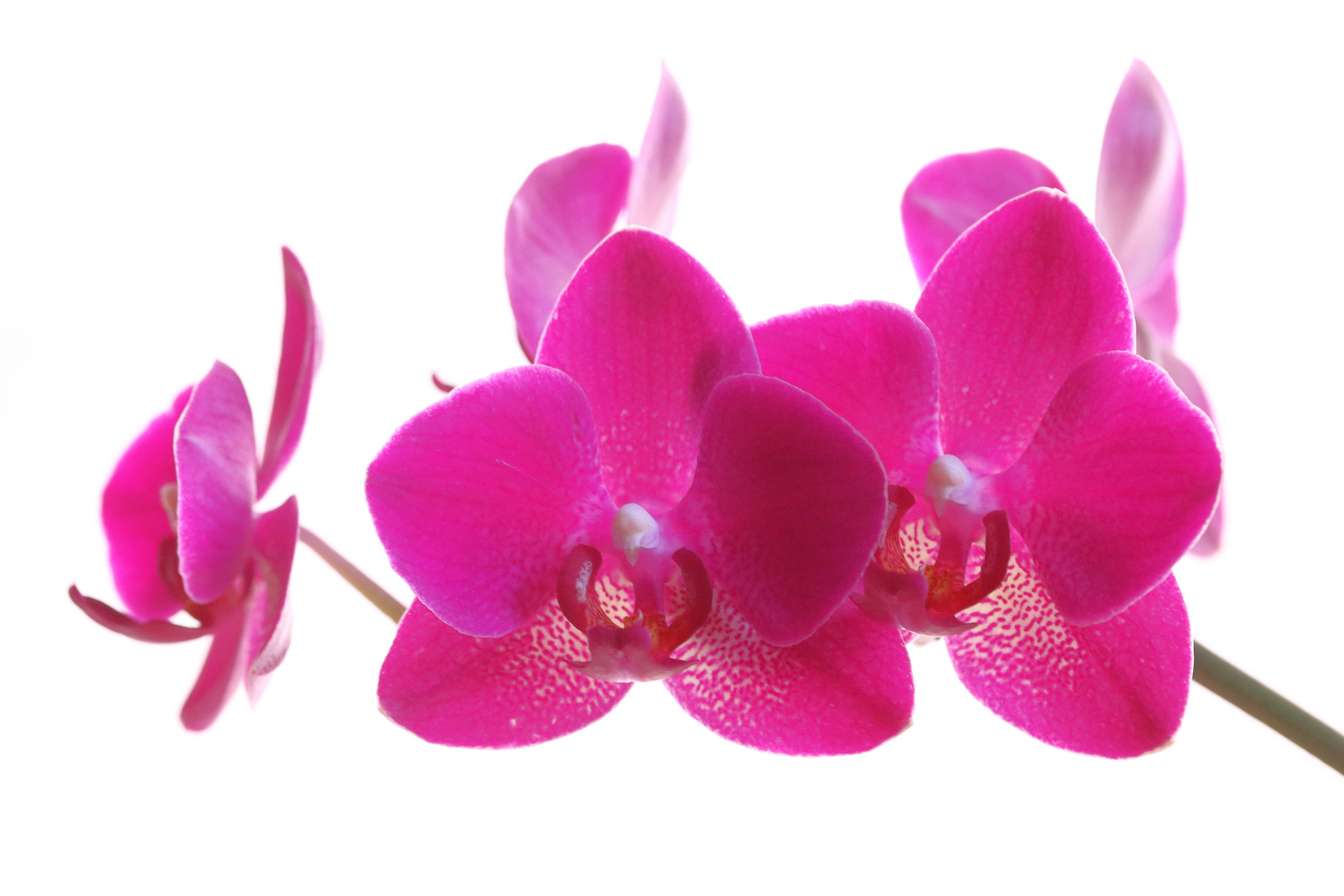 Orchidee