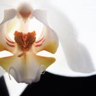 Orchidee