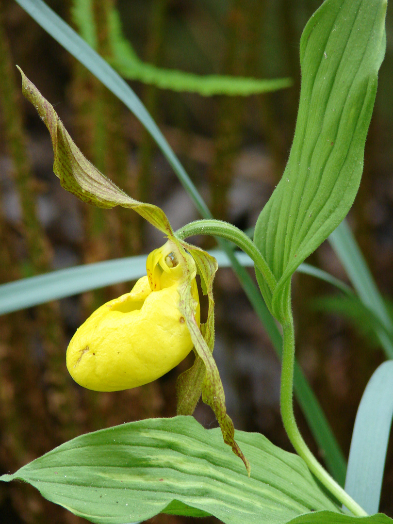 orchidée