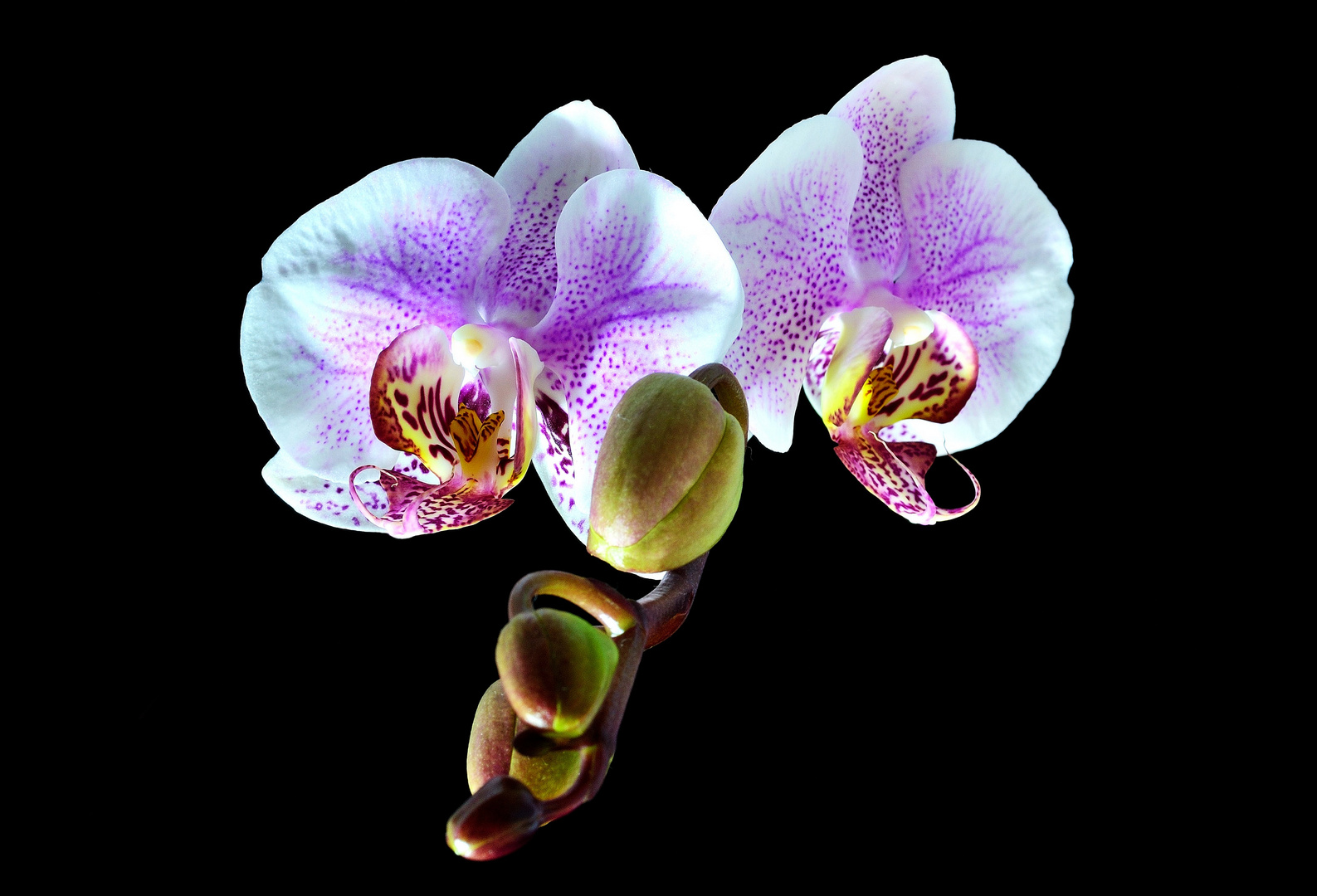 Orchidee