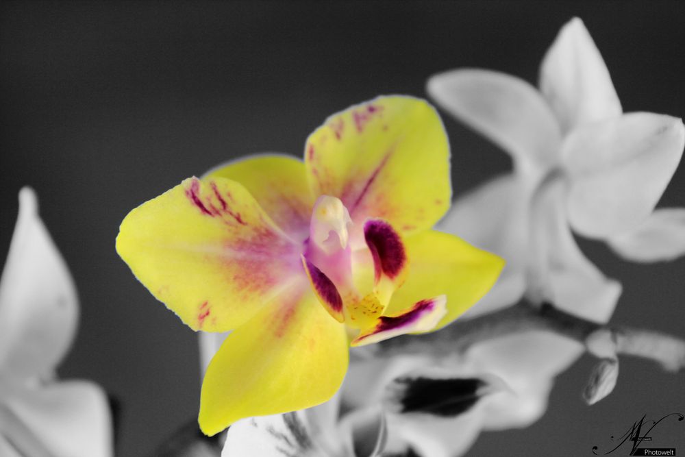 Orchidee