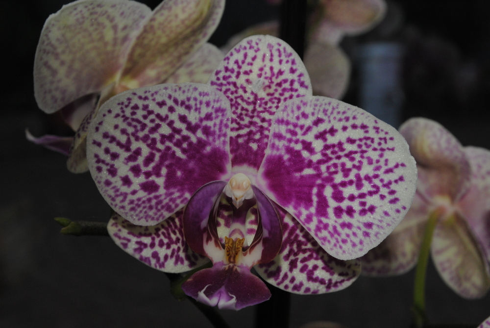 Orchidee