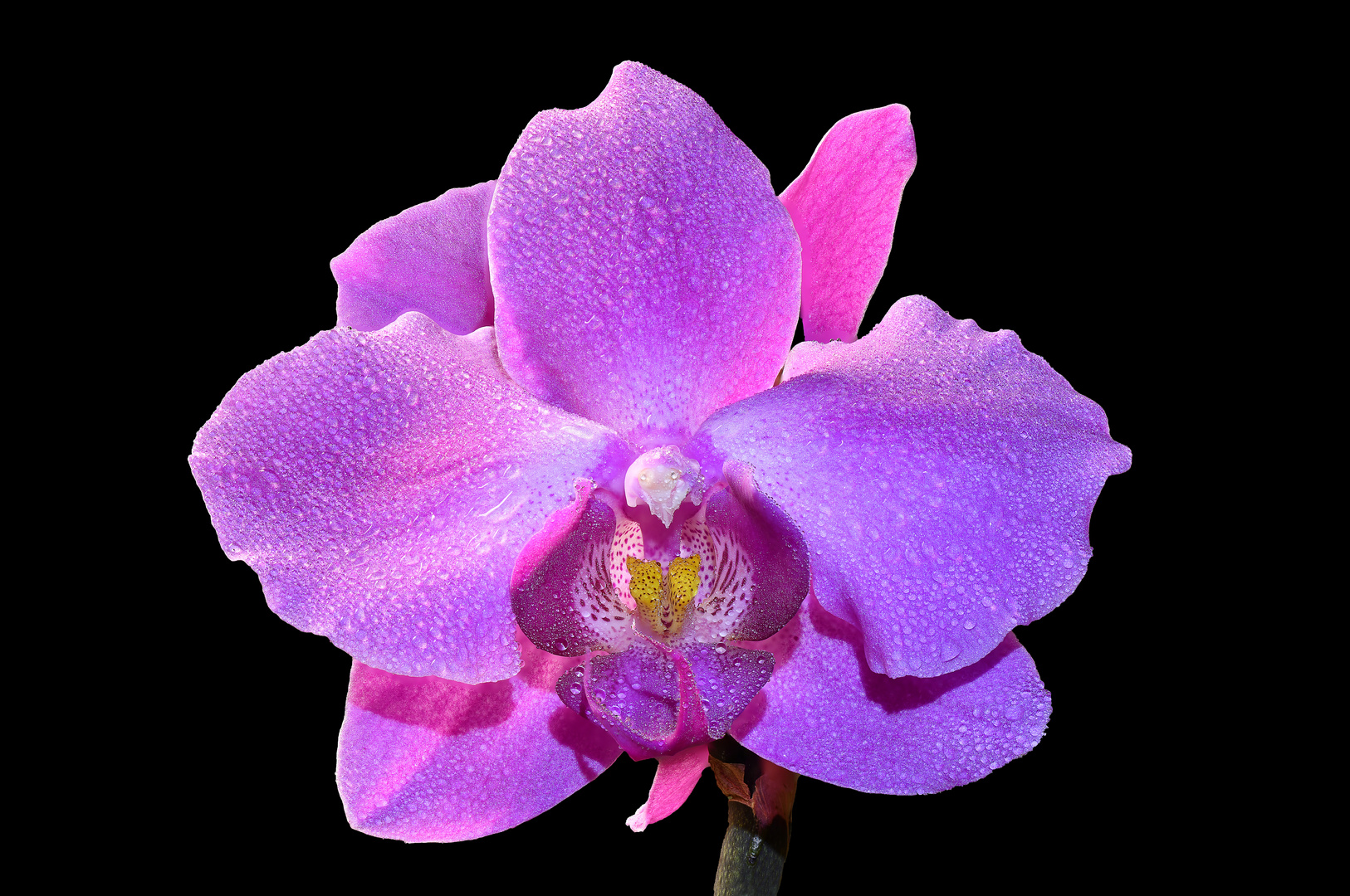 Orchidee