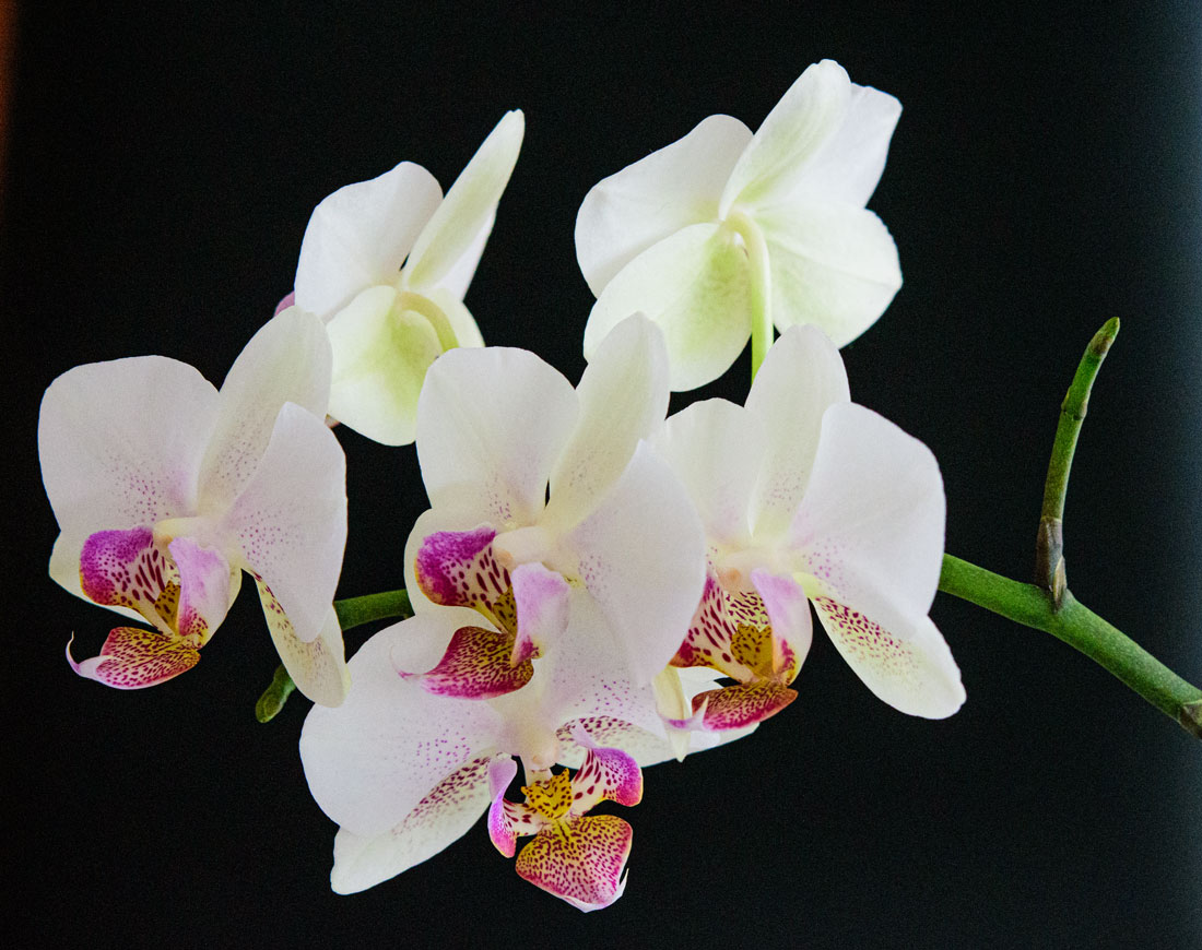 Orchidee