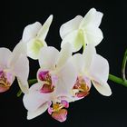 Orchidee