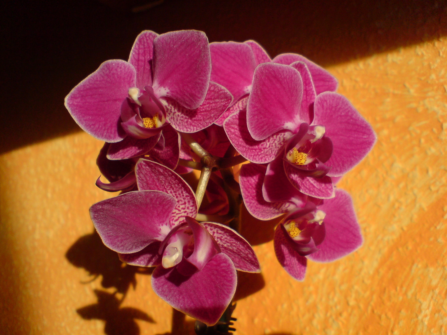 Orchidee