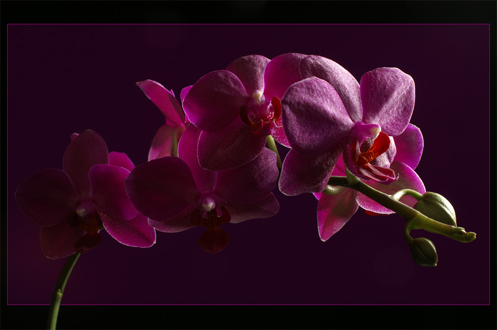 Orchidee