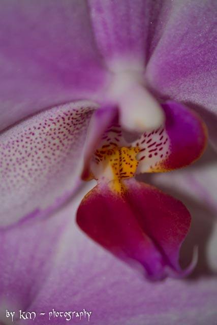 Orchidee