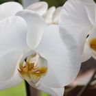 Orchidee