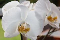 Orchidee