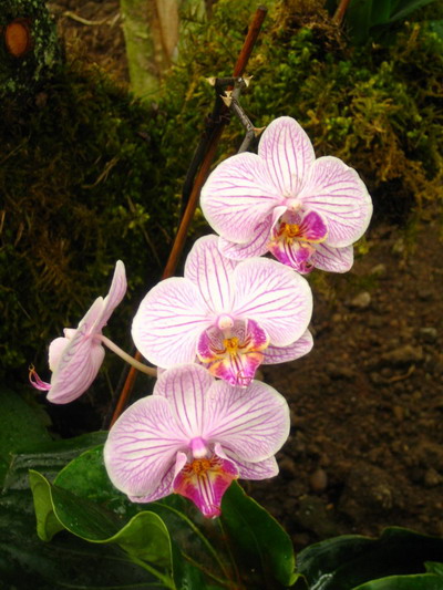 orchidee