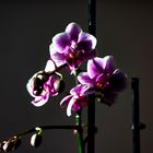 Orchidee