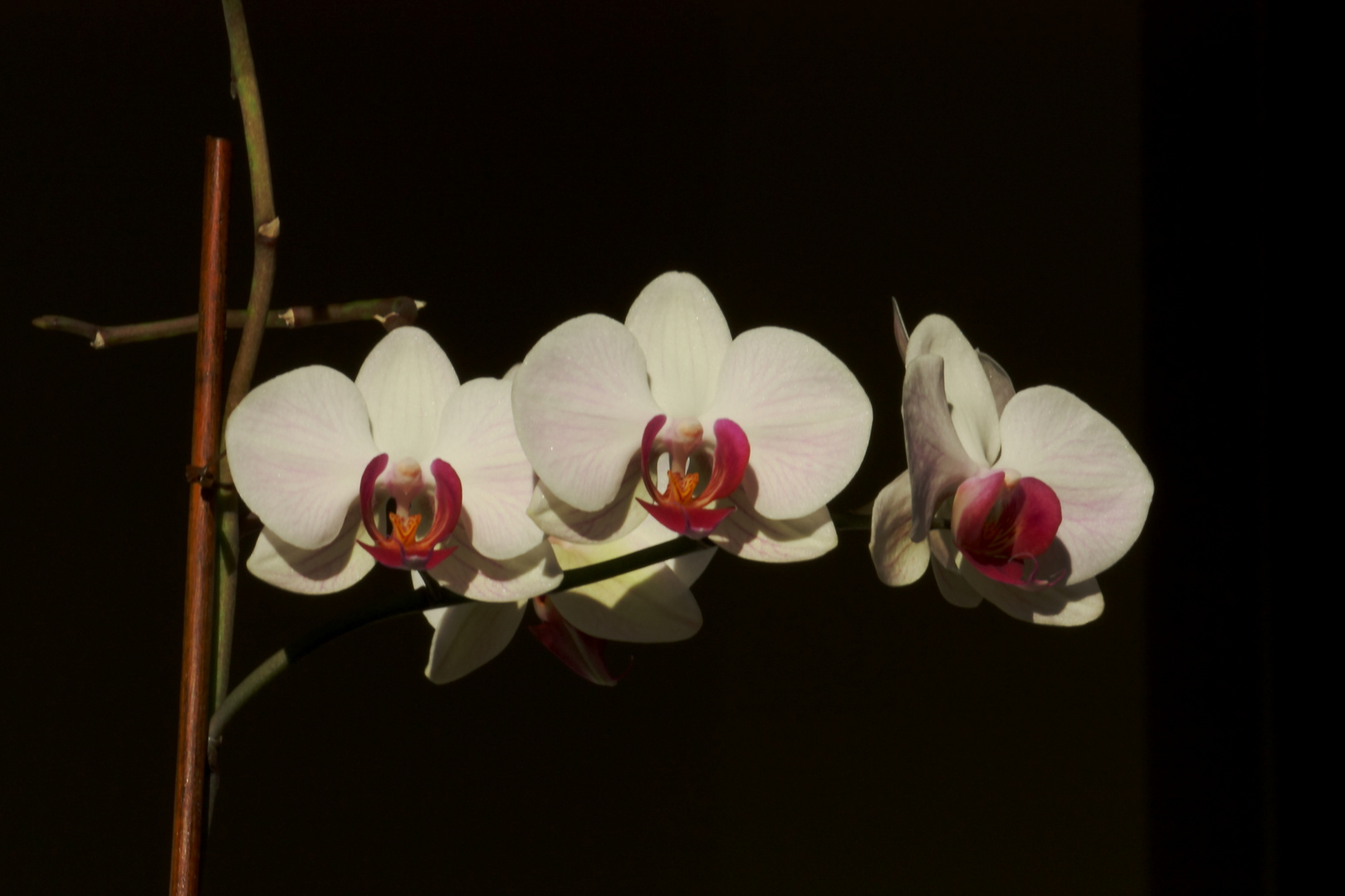 Orchidee