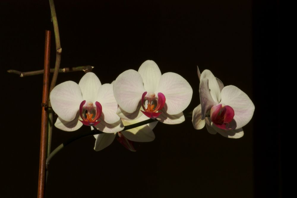 Orchidee von Redbier 