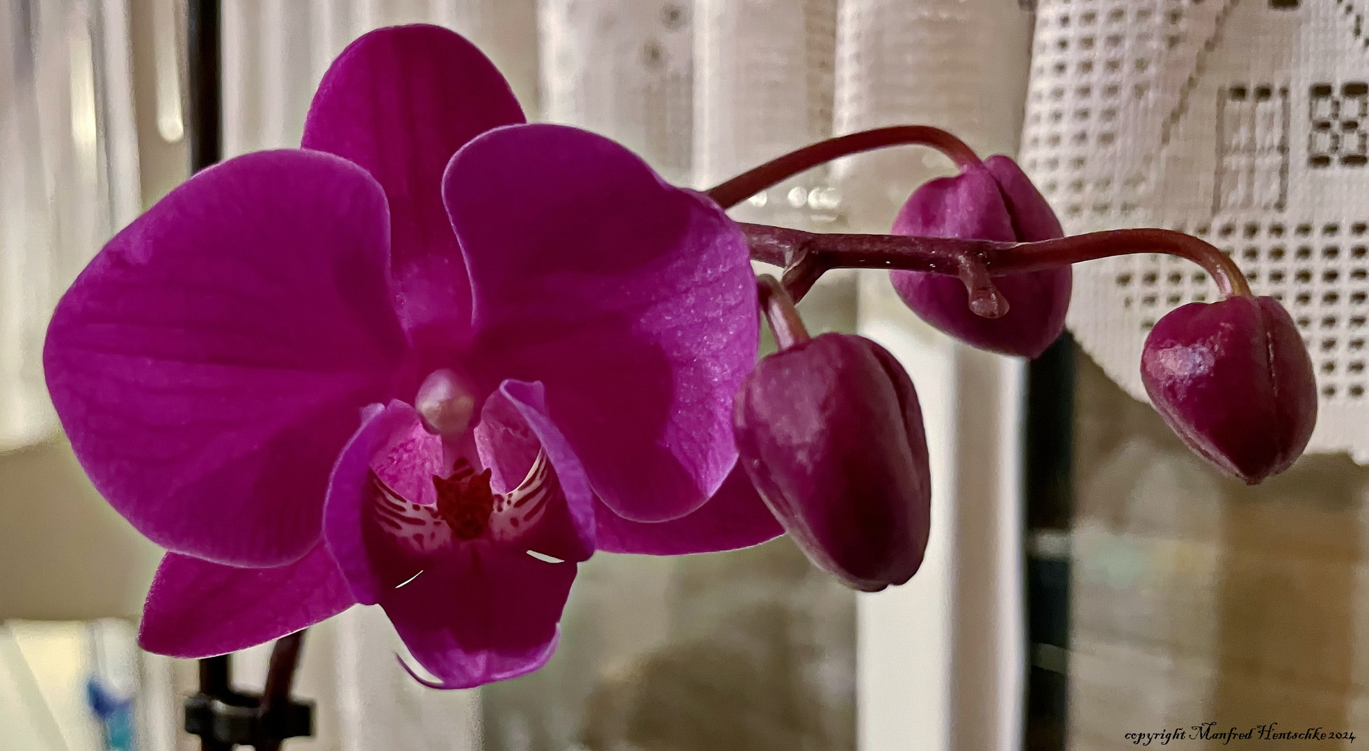 Orchidee