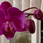 Orchidee