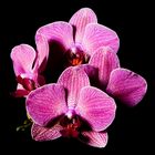 Orchidee