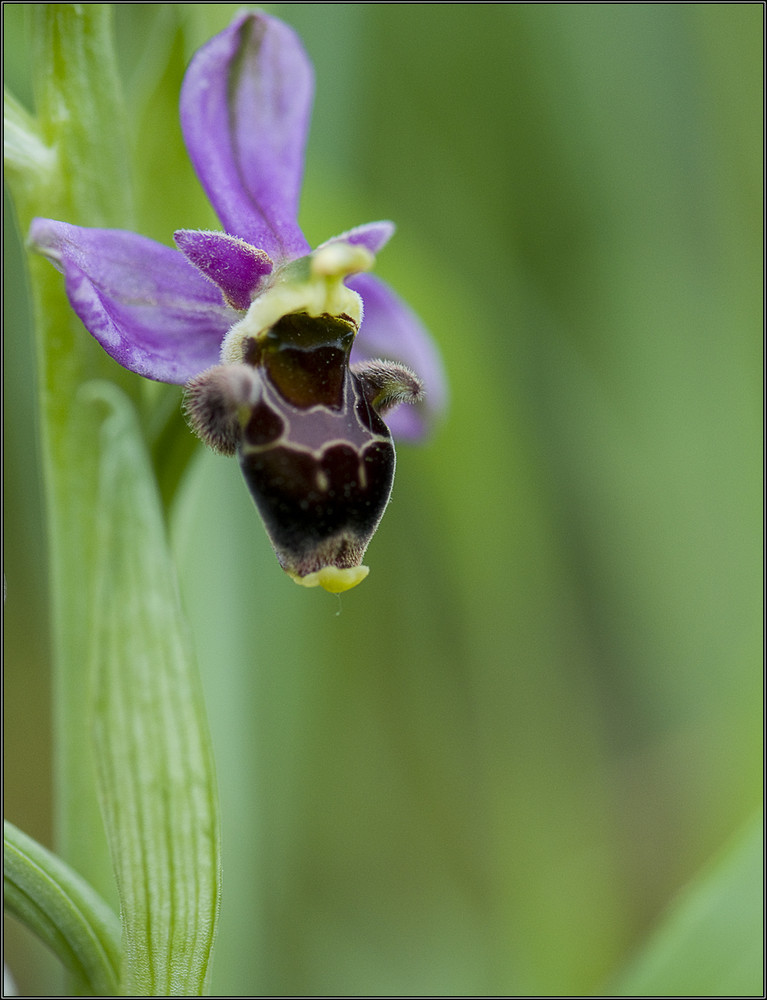 Orchidée