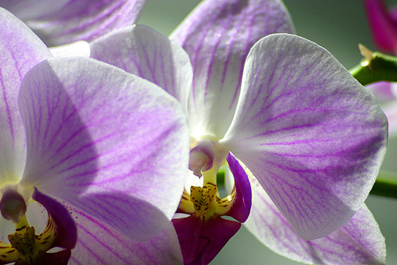 ... Orchidee ...